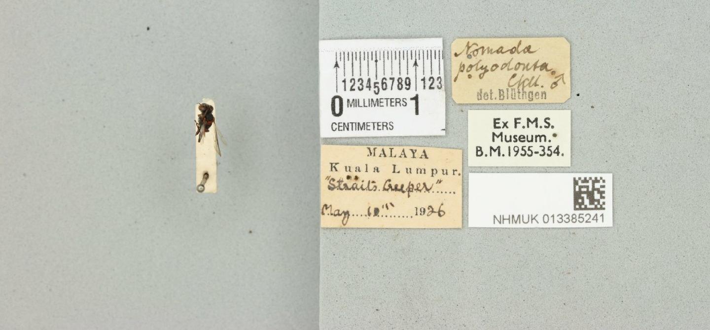 Nomada polyodonta