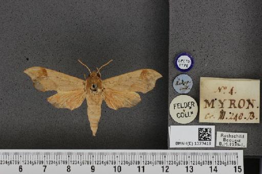 Darapsa myron myron (Cramer, 1779) - BMNH(E) 1377419 Darapsa myron dorsal and labels.JPG