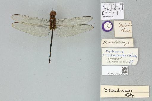 Dythemis broadwayi Kirby, 1894 - 013323492_dorsal