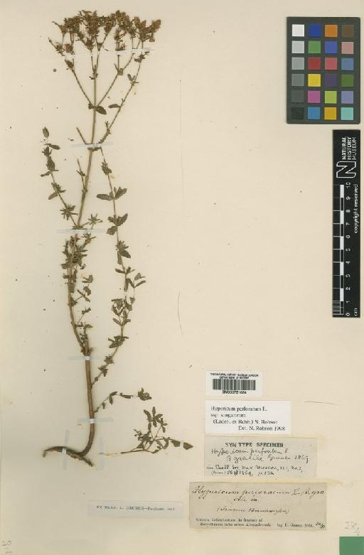 Hypericum perforatum subsp. songaricum (Ledeb. ex Rchb.) N.Robson - BM000751686