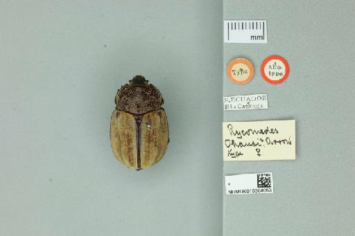 Lycomedes ohausi Arrow - 010364063_Labels_Dorsal