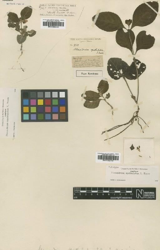 Stenandrium spathulatum S.Moore - BM000992486