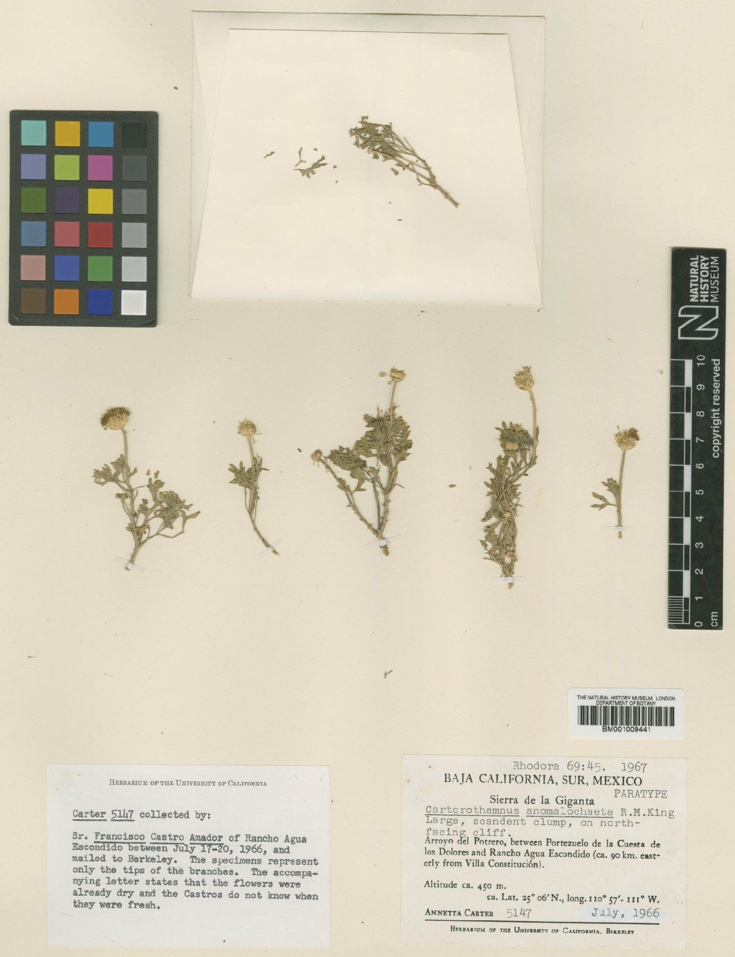 To NHMUK collection (Carterothamnus anomalochaeta R.M.King; Paratype; NHMUK:ecatalogue:610050)