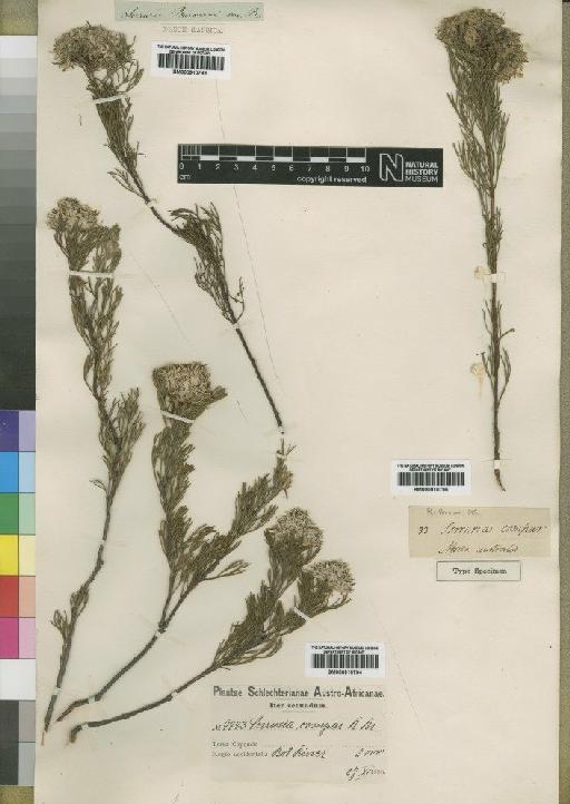 Serruria adscendens (Lam.) R.Br. - BM000910793