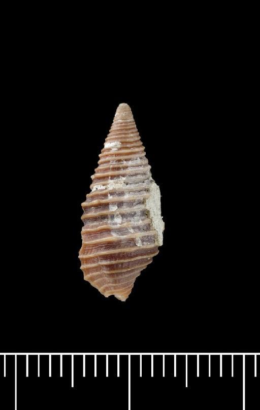 Pleurotoma bijubata Reeve, 1843 - 1963798_2_dorsal