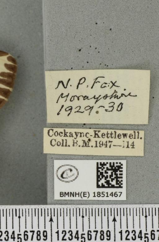 Abraxas grossulariata (Linnaeus, 1758) - BMNHE_1851467_label_414846