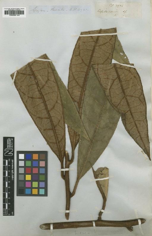 Litsea nemoralis (Thwaites) Trimen - BM000951040