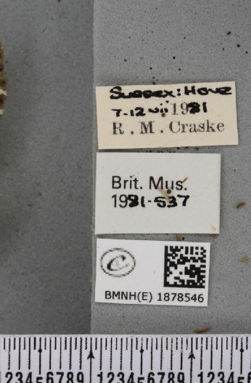 Abraxas grossulariata (Linnaeus, 1758) - BMNHE_1878546_label_437586