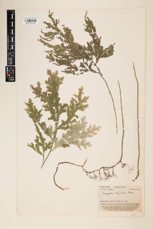 Selaginella breynioides Baker - 014634562