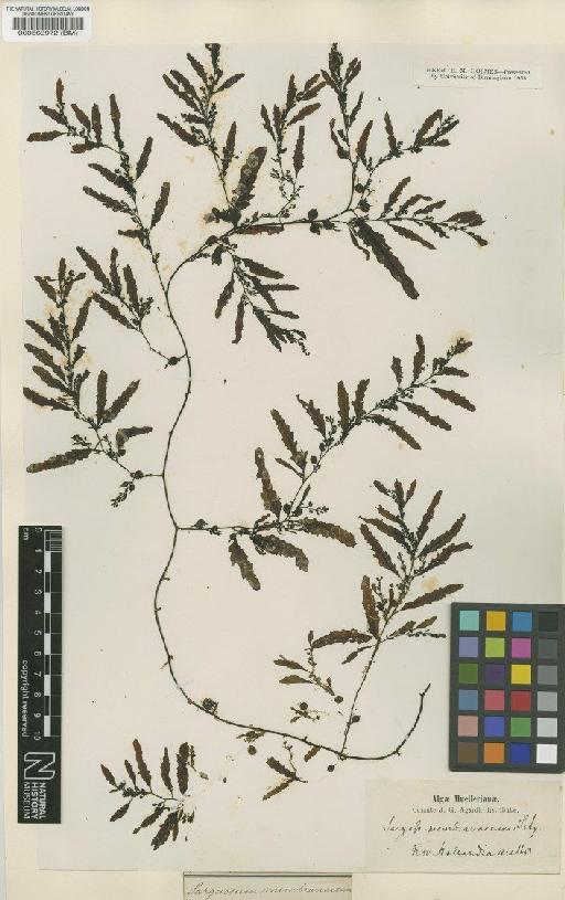 Sargassum paradoxum (R.Br. ex Turner) Gaillon - BM000562972