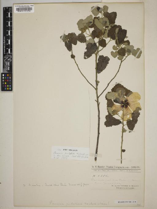 Pavonia pulchra Hochr - BM000545789