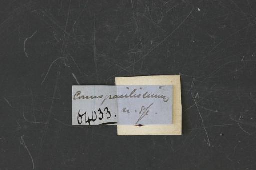 Conus gracilissimus Guppy, 1866 - OR 64033. Conus gracilissimus (label.2)