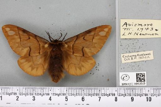 Endromis versicolora ab. lapponica Bau, 1877 - BMNHE_1641015_203058