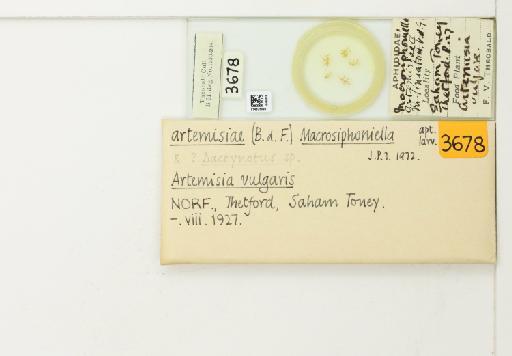Macrosiphoniella artemisiae Fonscolombe, 1841 - 014826095_113013_1094715_835815_NoStatus