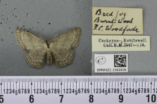 Cyclophora albipunctata ab. griseata Lempke, 1949 - BMNHE_1666806_274138