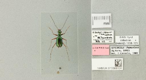 Oxygoniola chamaeleon Horn, 1892 - 013388124_769986_947282