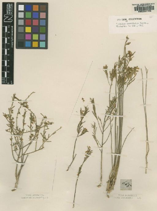 Hybanthus floribundus subsp. floribundus - BM000617706