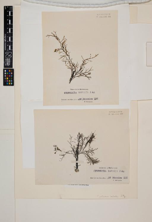 Cystoseira humilis Schousb. ex Kütz. - 016145231_a