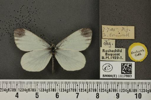 Leptidea sinapis sinapis Linnaeus, 1758 - BMNHE_1117883_73056