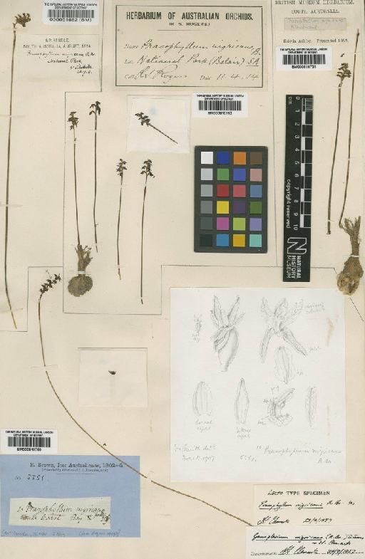 Genoplesium nigricans (R.Br.) D.L.Jones & M.A.Clem. - BM000810750