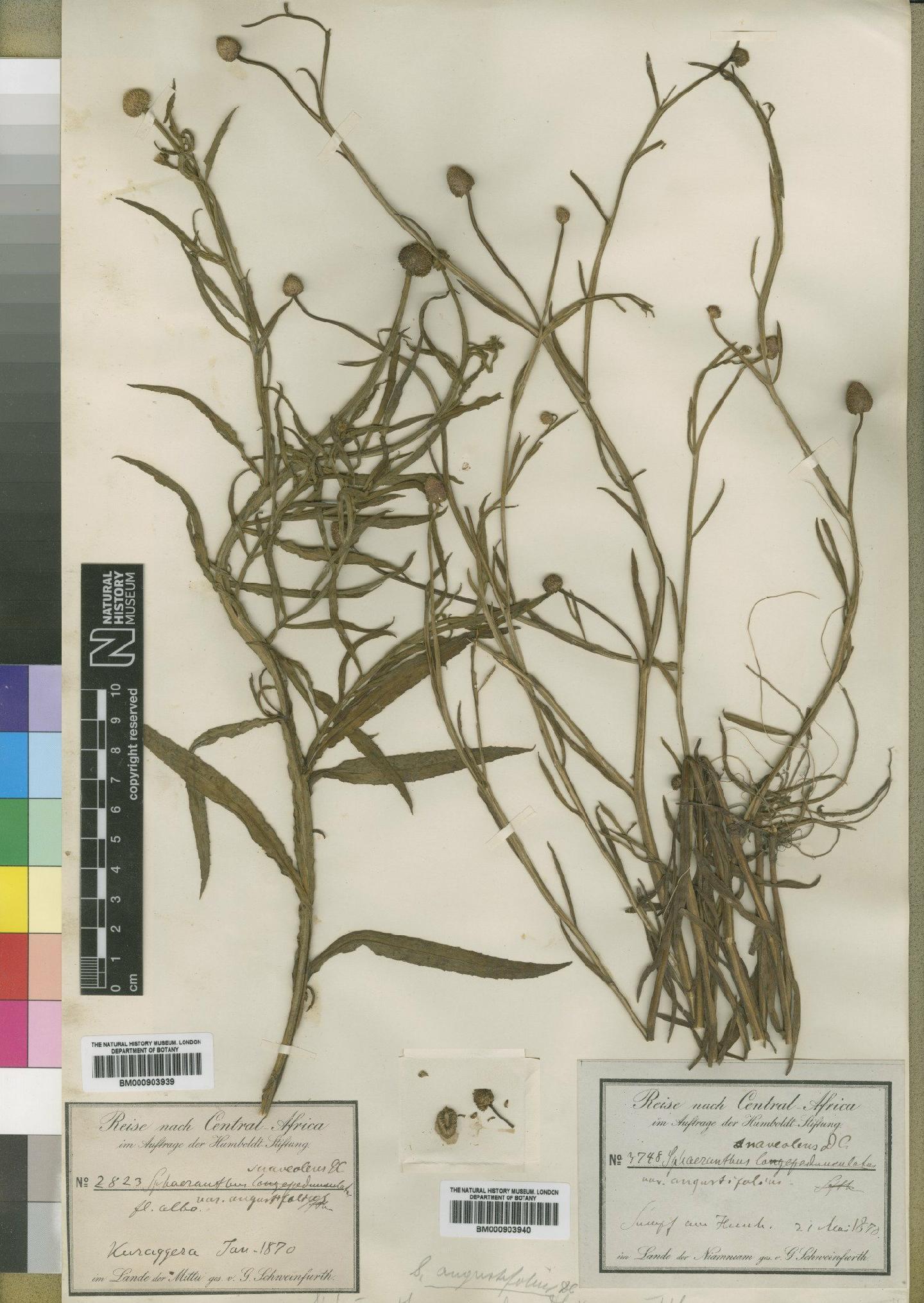 To NHMUK collection (Sphaeranthus randii var. bibracteata Ross-Craig; Isotype; NHMUK:ecatalogue:4528989)