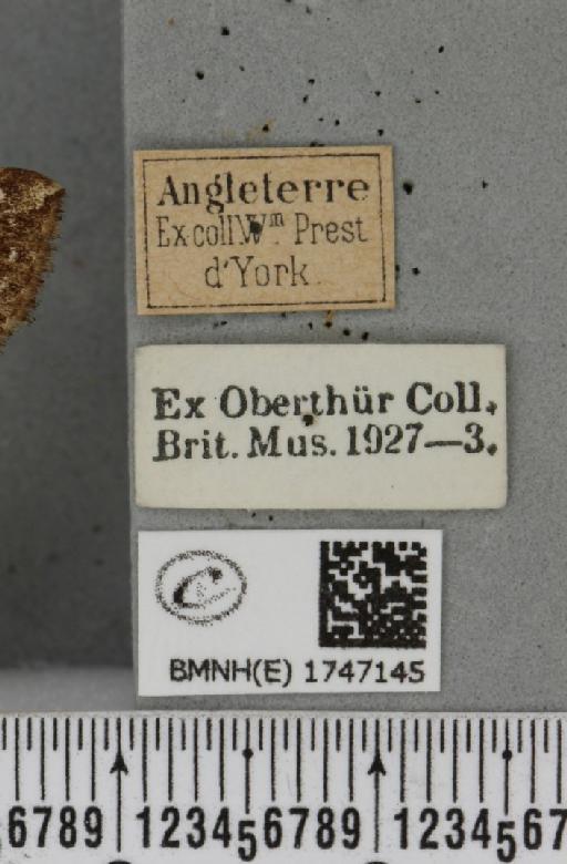 Lampropteryx suffumata (Denis & Schiffermüller, 1775) - BMNHE_1747145_label_334079