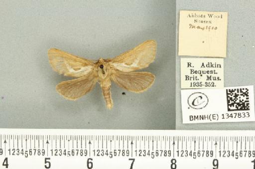 Korscheltellus lupulina ab. senex Pfitzner, 1912 - BMNHE_1347833_186358