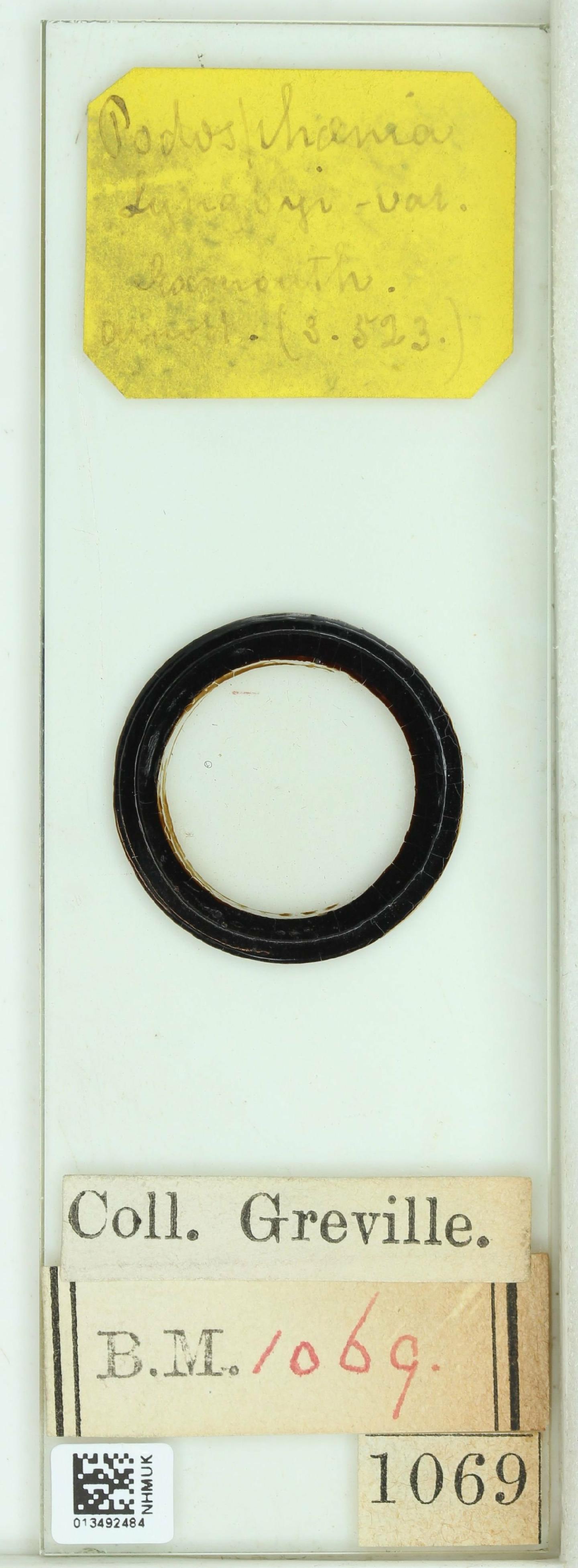 To NHMUK collection (Podosphenia lyngbyei Kütz.; NHMUK:ecatalogue:4731881)