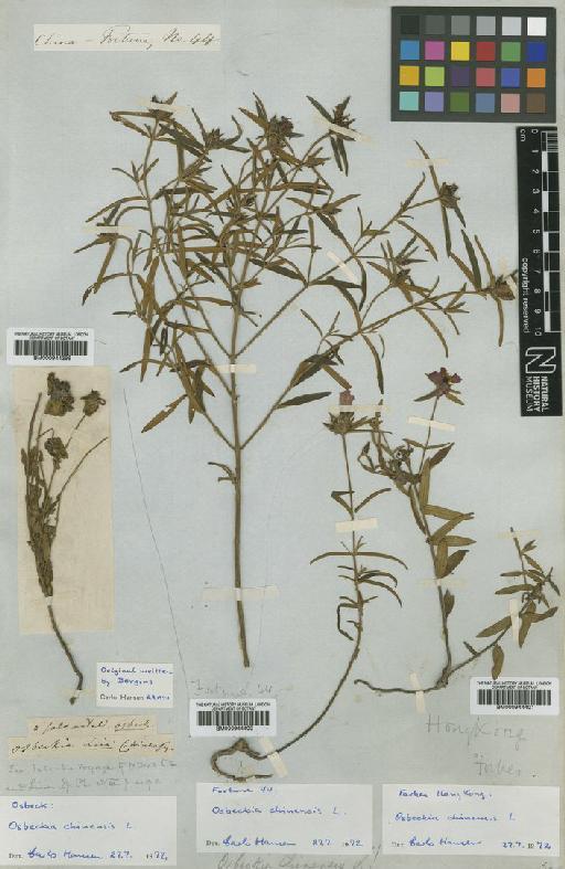 Osbeckia chinensis L. - BM000944401