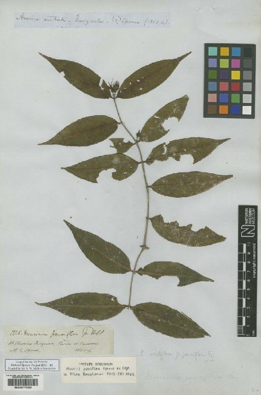 Mouriri pauciflora Spruce ex Cogn. - BM000778335