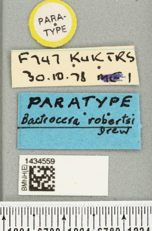 Bactrocera (Bactrocera) robertsi Drew, 1989 - BMNHE_1434559_label_28492