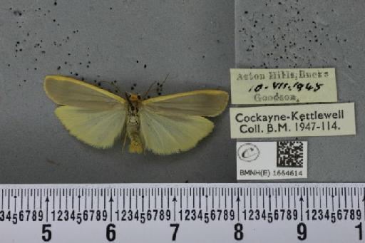 Eilema complana (Linnaeus, 1758) - BMNHE_1664614_288399