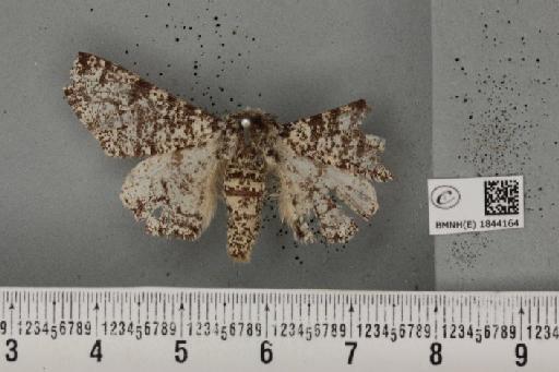 Biston betularia (Linnaeus, 1758) - BMNHE_1844164_434608