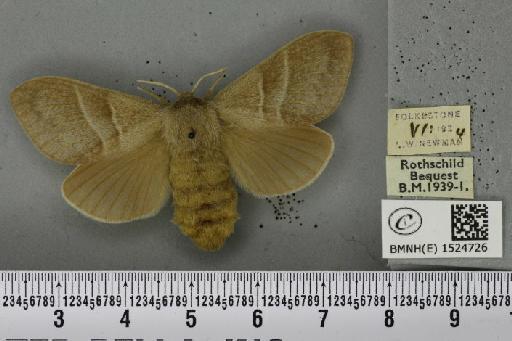 Macrothylacia rubi (Linnaeus, 1758) - BMNHE_1524726_196101