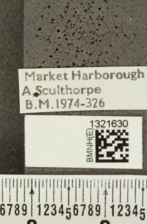 Crioceris (Crioceris) asparagi (Linnaeus, 1758) - BMNHE_1321630_label_11485