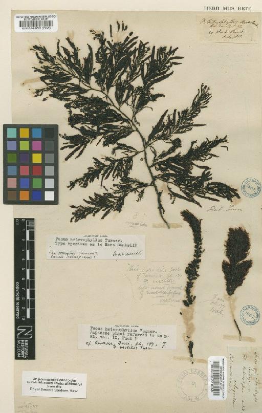 Sargassum incisifolum (Turner) J.Agardh - BM000562950