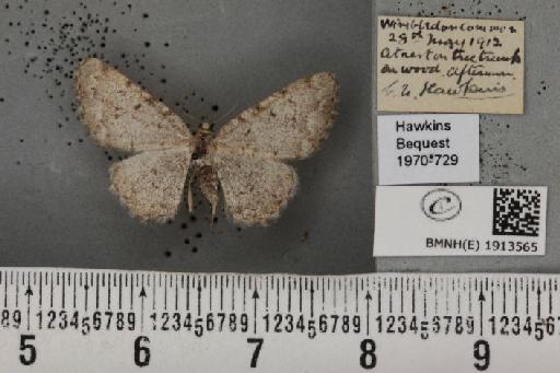 Aethalura punctulata (Denis & Schiffermüller, 1775) - BMNHE_1913565_485458