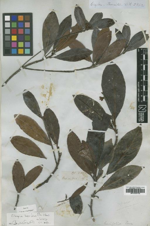 Isonandra laevifolia Thwaites - BM000997162