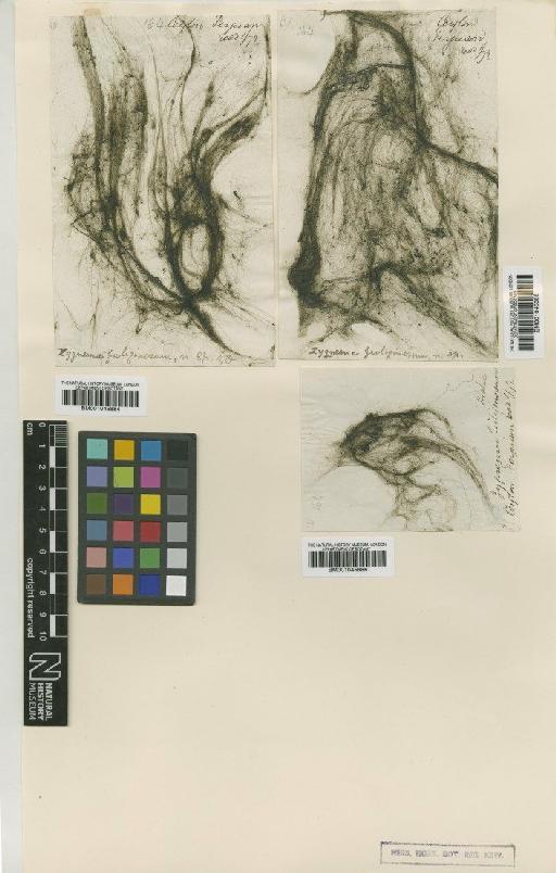 Zygnema fuliginosum Dickie - BM001045884