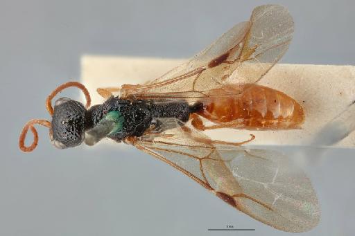 Kathepyris abdominalis Turner, R.E., 1915 - 010202089_Kathepyris_abdominalis_dorsal_1