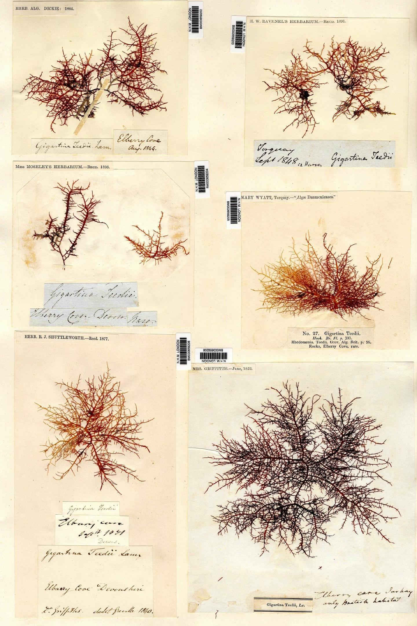 To NHMUK collection (Chondracanthus teedei (Mertens ex Roth) K�tz.; NHMUK:ecatalogue:4797805)