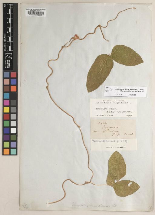 Vigna adenantha (G.Mey.) Maréchal, Mascherpa & Stainier - BM000551204