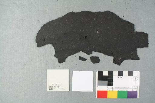 Palaeoniscidae Vogt, 1852 - 012837343_L010231516_(1)