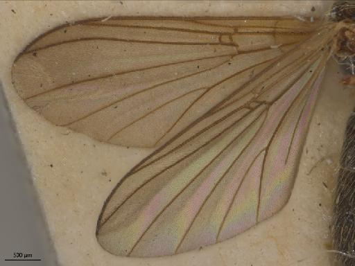 Sciophila sharpi Edwards, 1913 - 010626506_Sciophila_sharpi_S_libbatella_HT_BMNH236763_wing
