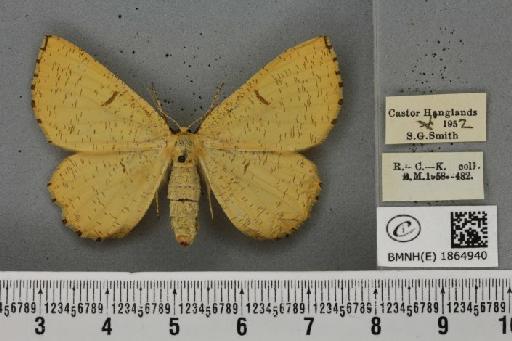 Angerona prunaria (Linnaeus, 1758) - BMNHE_1864940_430562