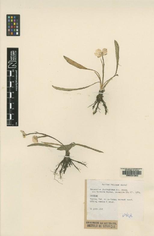 Ranunculus pyrenaeus L. - BM000613859