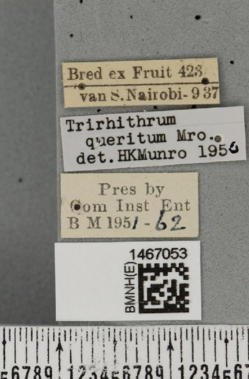 Trirhithrum queritum Munro, 1937 - BMNHE_1467053_label_43170