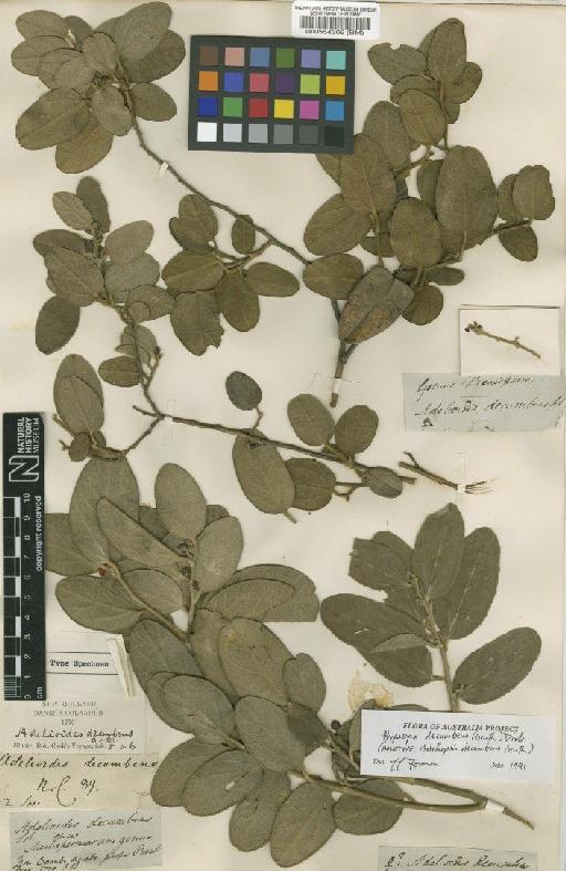 Hypserpa decumbens (Benth.) Diels - BM000554309