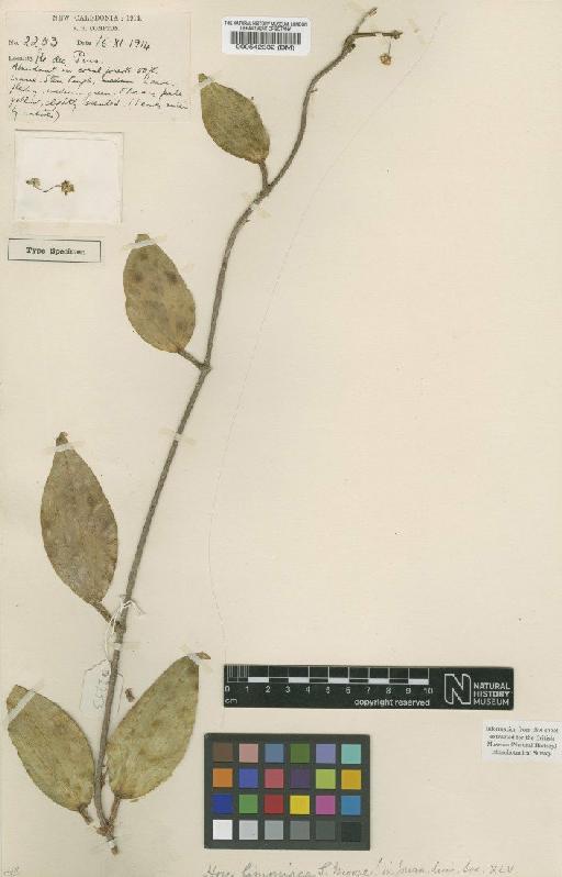 Hoya limoniaca S.Moore - BM000542332
