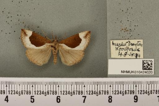 Hypena crassalis (Fabricius, 1787) - NHMUK_010424020_537297